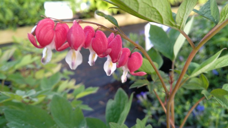 Lamprocapnos spectabilis (Dicentra spectabilis) 'Valentine' Дицентра великолепная